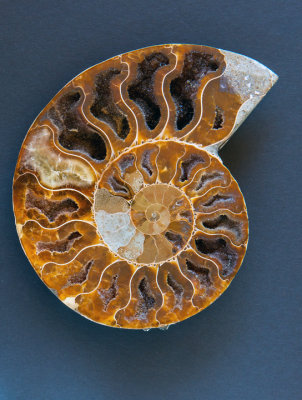 Cross section of an ammonite, Madascar