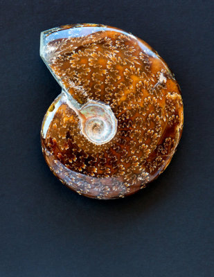 Ammonite, Madagascar