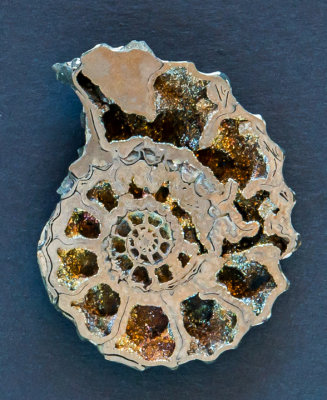 Ammonite replaced by pyrite