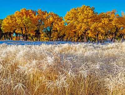 Frosted grasses  and Cottonwood trees, Canyon De Chelly National Monument, AZ