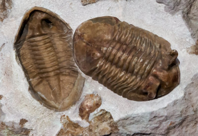 Trilobites: Asphus punctata, cast and mold, middle Ordovician, St. Petersburg, Russia