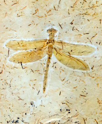 Dragonfly, Carduluganphus tuberculatus, Crato Fm., lower Cretaceous, Ceara, Brazil