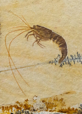 Shrimp, Solenhoffen Limestone, Jurassic, Germany