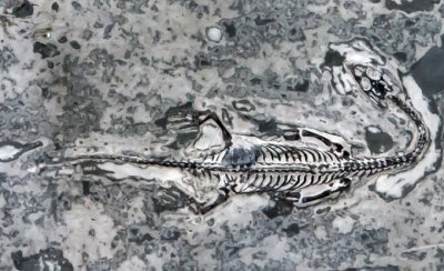 Keichousauris hui, late Triassic, Guanling Fm., Xingiji, Guizhou, China