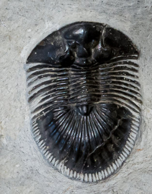 Trilobite: Thysanopeltis speciosa, middle Devonian, Zerg, Morocco