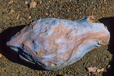 Fusiform volcanic bomb approximately one foot (30 cm) long, Haleakala National Park, Maui, HI