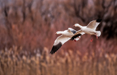 Snow Geese, Bosque del Apache National Wildlife Refuge, Socorro, NM
