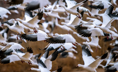 Snow Goose blast-off, Bosque del Apache National Wildlife Refuge, Socorro, NM