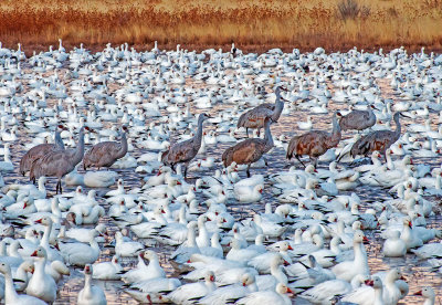Snow Geese and Sandhill Cranes, Bosque del Apache National Wildlife Refuge, Socorro, NM