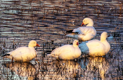 Snow Geese, Bosque del Apache National Wildlife Refuge, Socorro, NM