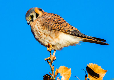 American Kestrel, Bosque del Apache National Wildlife Refuge, Socorro, NM