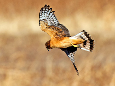 Northern Harrier Hawk hunting, Bosque del Apache National Wildlife Refuge, Socorro, NM
