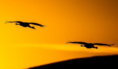 Sandhill Cranes, Bosque del Apache National Wildlife Refuge, Socorro, NM
