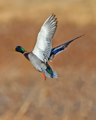 Mallard, Bosque del Apache National Wildlife Refuge, Socorro, NM