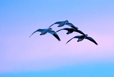 Snow Geese after sunset, Bosque del Apache National Wildlife Refuge, Socorro, NM