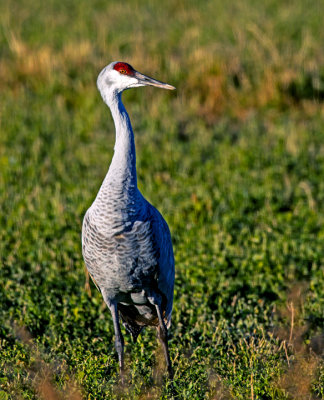 Sandhill Crane in alfalfa field, Bosque del Apache National Wildlife Refuge, Socorro, NM