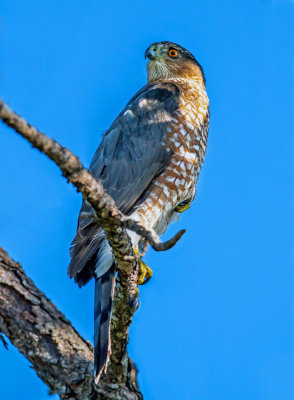 Cooper's Hawk