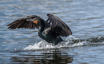 Double-crested Cormorant landing 