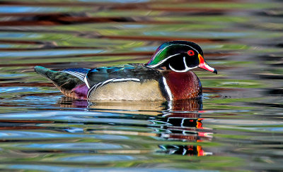 Wood Duck, Lo Lo Mai Springs, Sedona, AZ