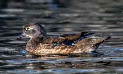 Wood Duck (female), Lo Lo Mai Springs, Sedona, AZ