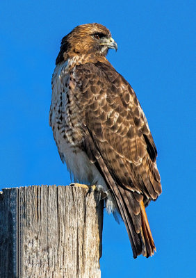 Red-tailed Hawk, Cornville, AZ