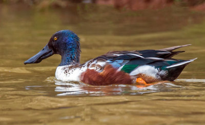 Northern Shoveler 