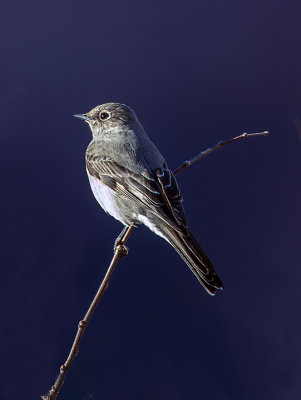 Townsends Solitaire, Coconino County, AZ