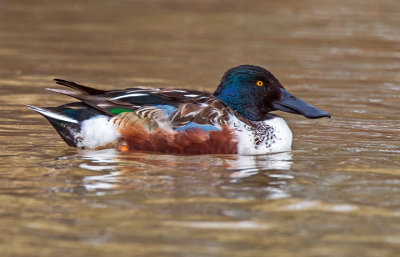 Northern Shoveler