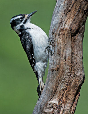 Hairy Woodpecker 