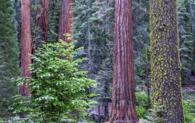 Sequoias, Sugar Pine, and Pacific Dogwood, Sequoia National Park, CA