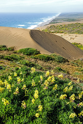 Yellow Bush Lupine at Point reyes National Seashore, CA