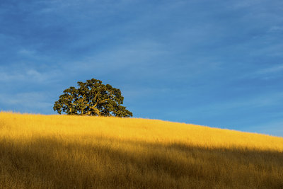 California Live Oak near Petaluma, CA