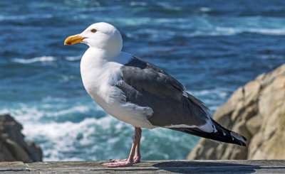 Western Gull, Monterey Bay, CA