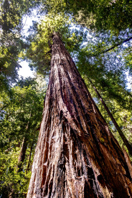 Redwood at Hendy Woods State Park, Philo, CA
