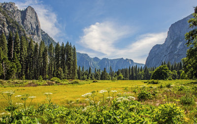 Meadow, Yosemite National Park, CA