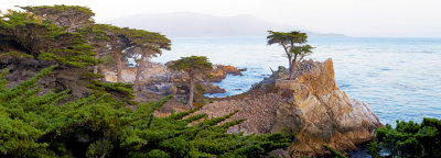 Lone Monterey Cypress, Monterey Peninsula, CA