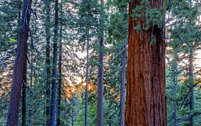 Sequoia sunset, Sequoia National Park, CA