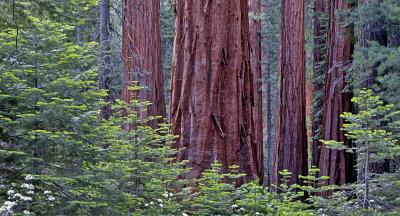 Sequoias, Mariposa Grove, Yosemite National Park, CA