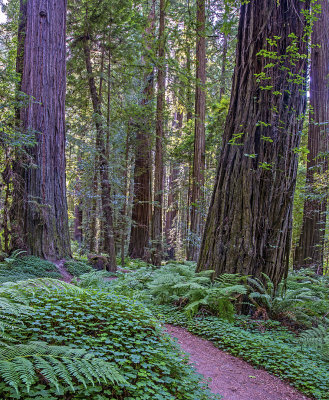 Drury- Cheney Grove, Humbolt Redwoods State Park, CA