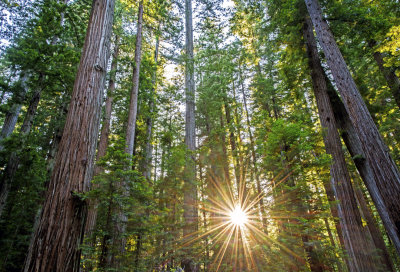 Old Growth Redwood Forest, Rockefeller Grove, Humbolt Redwoods State Park, CA