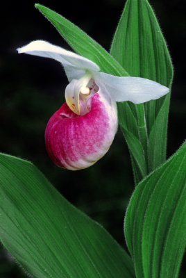 Showy Lady's-slipper, Ridges Sanctuary, Door County, WI