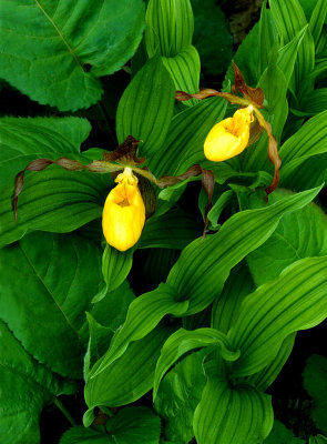 Yellow Ladys-slipper, Ridges Sanctuary, Door County, WI