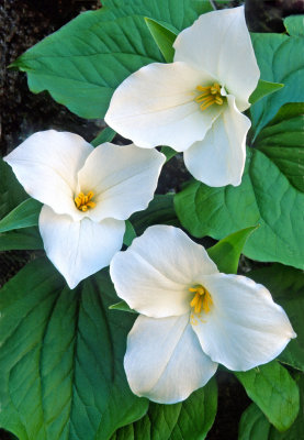 Great White Trillium, Ridges Sanctuary, Door County, WI