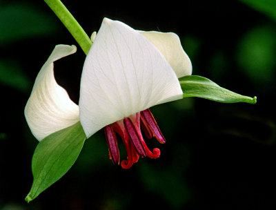 Nodding Trillium, Ridges Sanctuary, Door County, WI