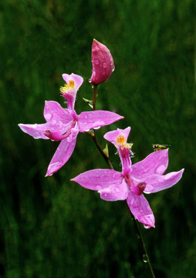 Grass Pink Orchid, Ridges Sanctuary, Door County, WI