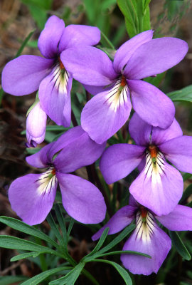 Birds-foot Violet, Kenosha County, WI