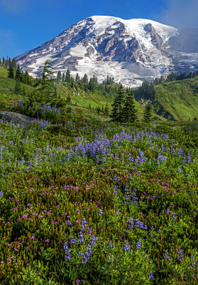 Heather and lupines, Mt Rainier National Park, WA