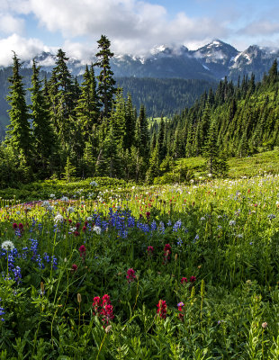 Paradise meadow looking at the Tatoosh Range, Mt. Rainier National Park, WA