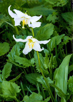 Avalanche Lilies, Mt. Ranier National Park, WA