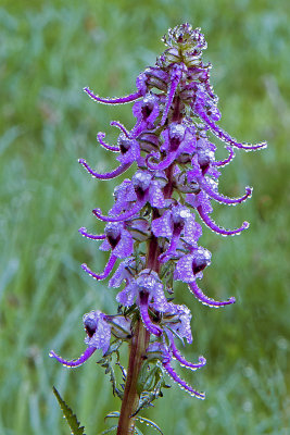 Bull Elephant's Head flowers, Mt Rainier National Park, WA